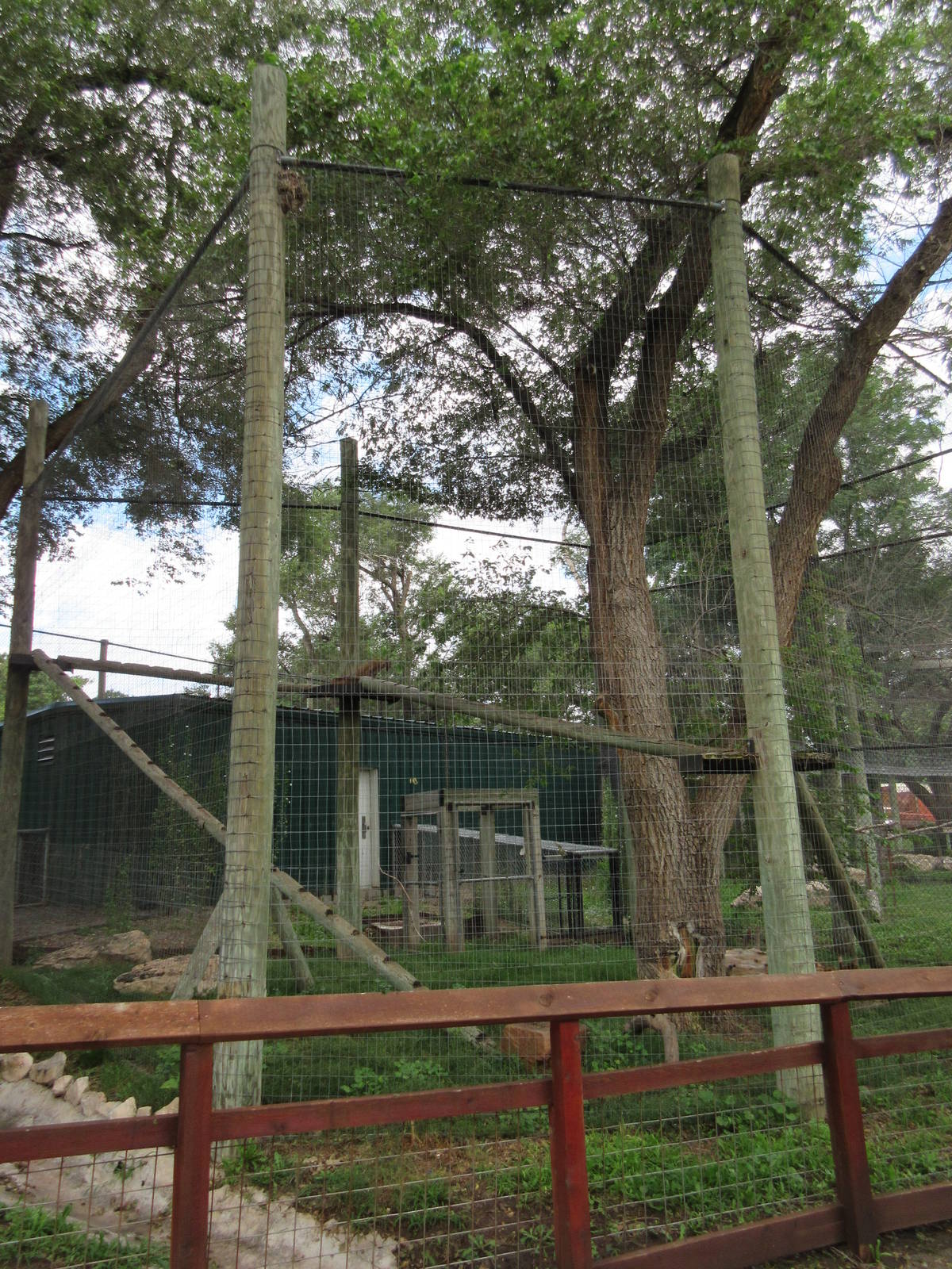 Bobcat Exhibit (with access to large tree trunks)