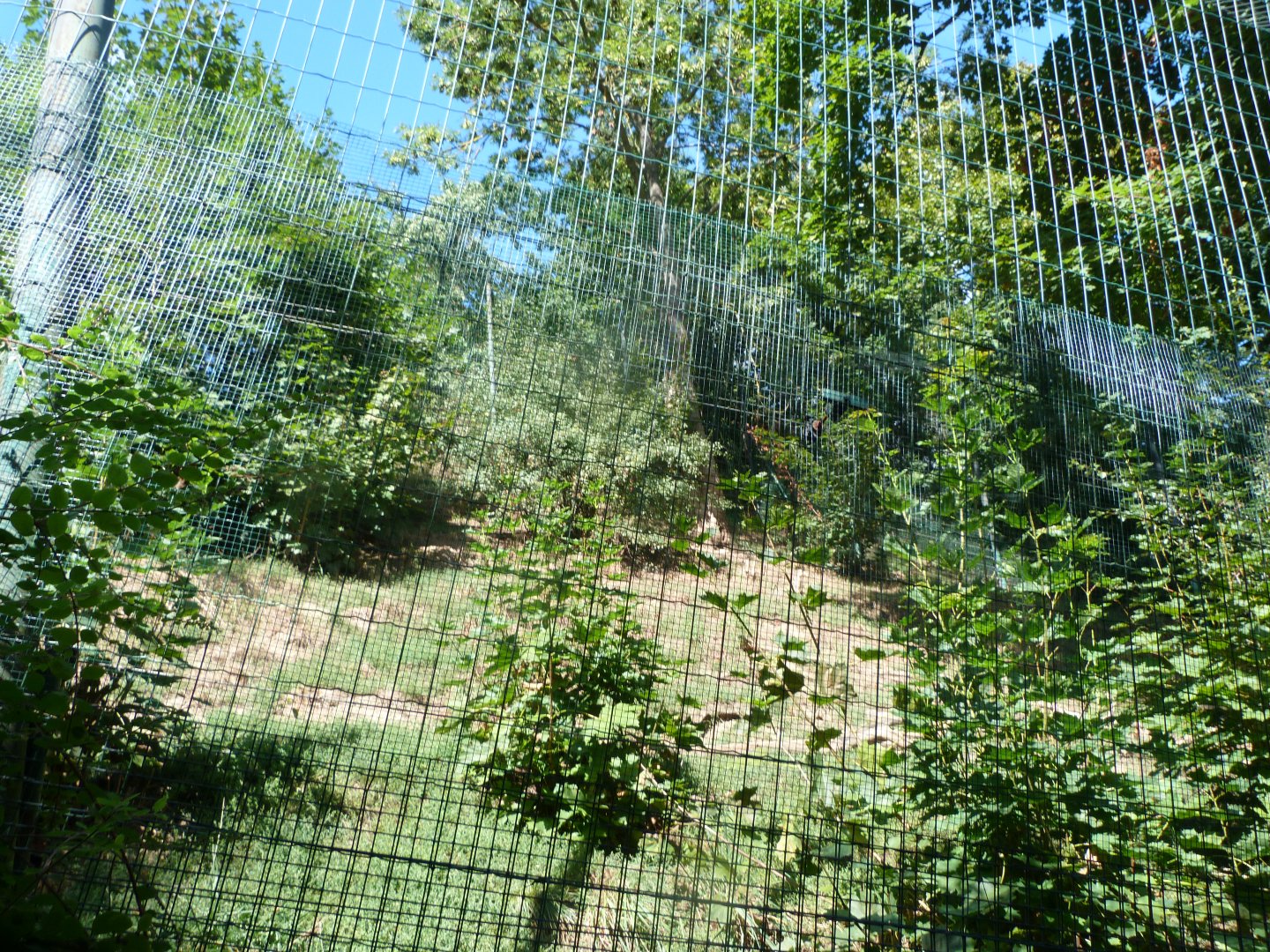 Bobcat exhibit -Zoo Plzeň (2025)