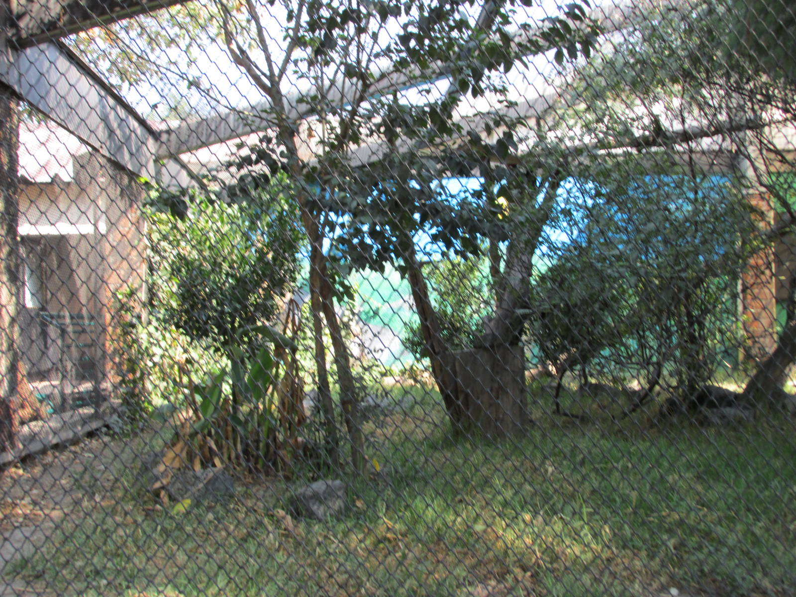 bobcat exhibit zoologico los coyotes