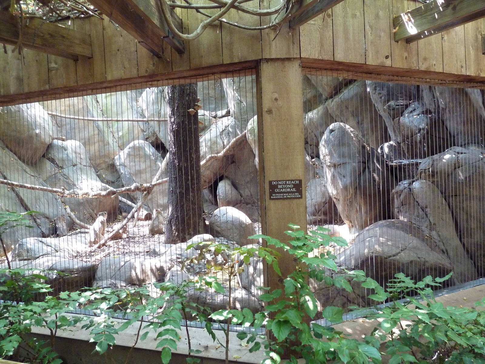 Bobcat Exhibit