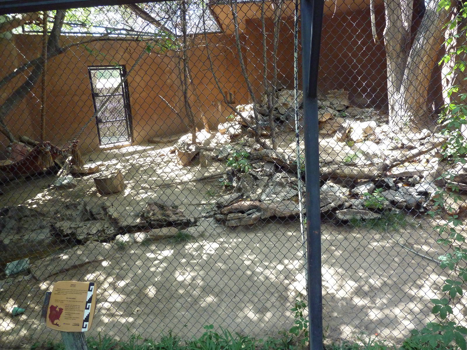 Bobcat Exhibit