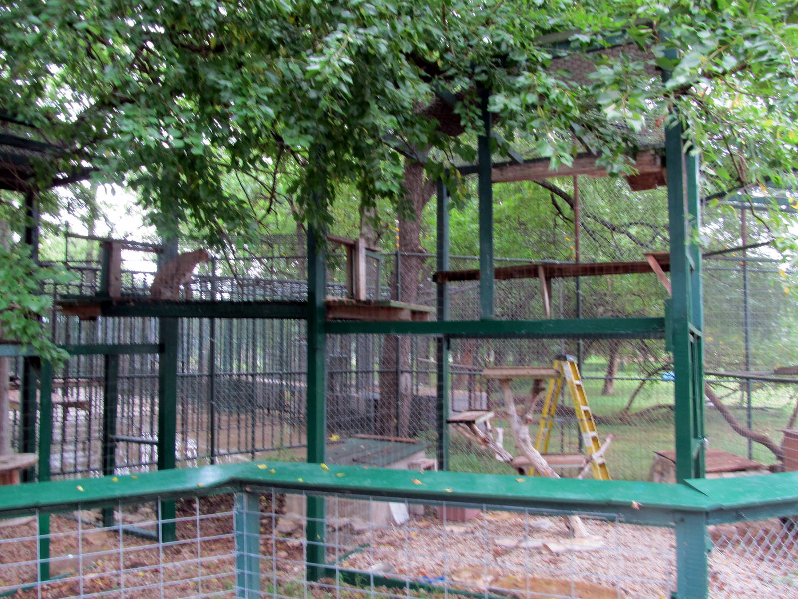 Bobcat Exhibit
