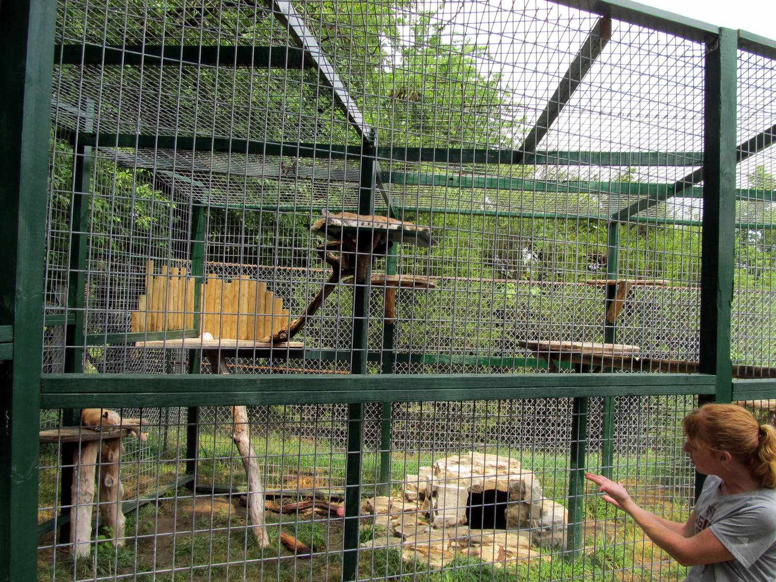 Bobcat Exhibit