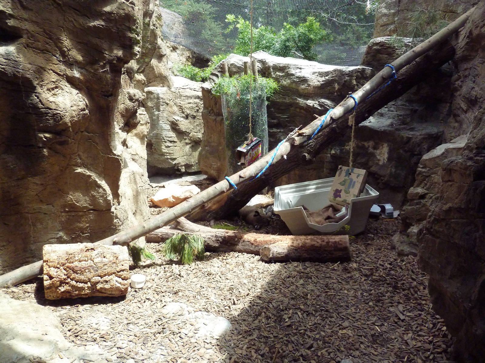 Bobcat Exhibit