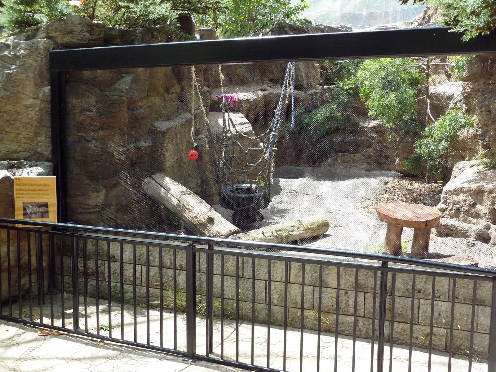 Bobcat Exhibit