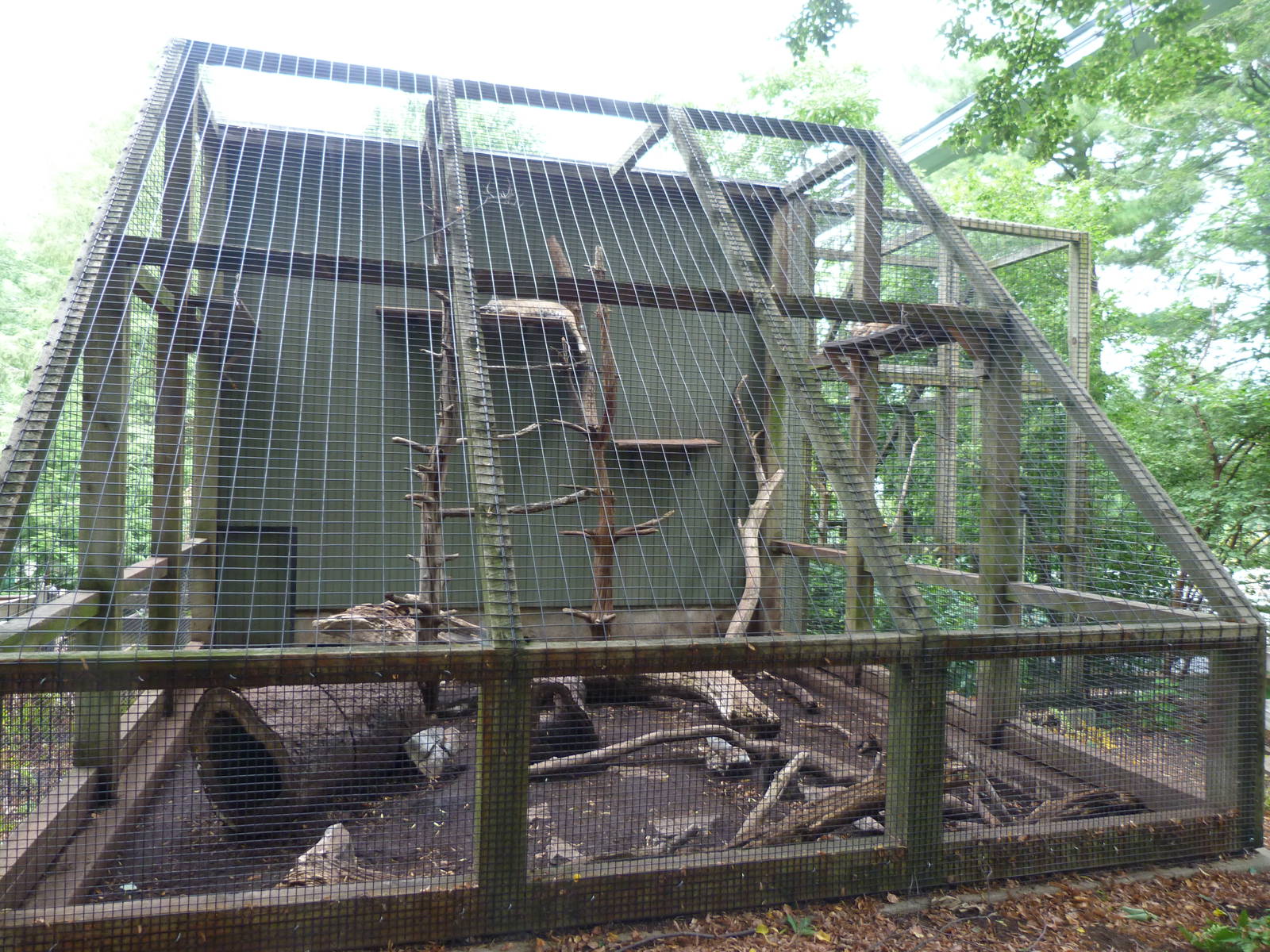 Bobcat Exhibit