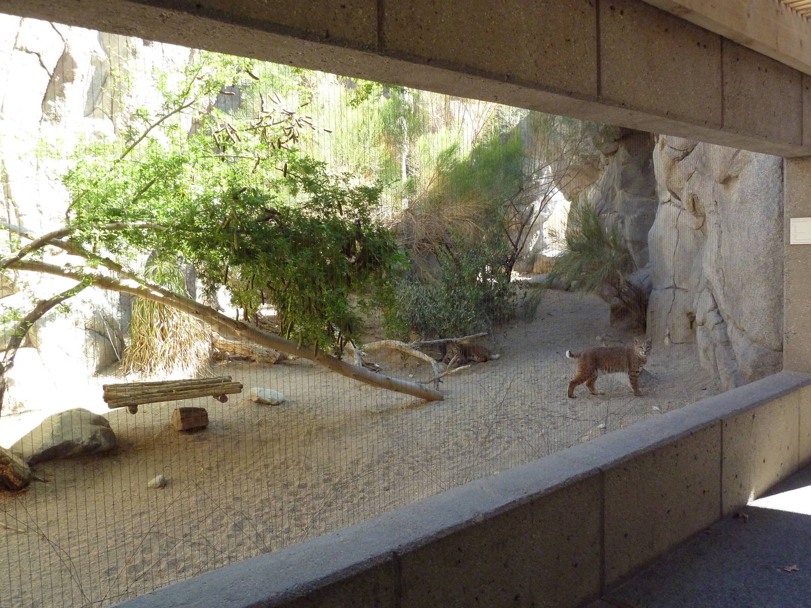 Bobcat Exhibit