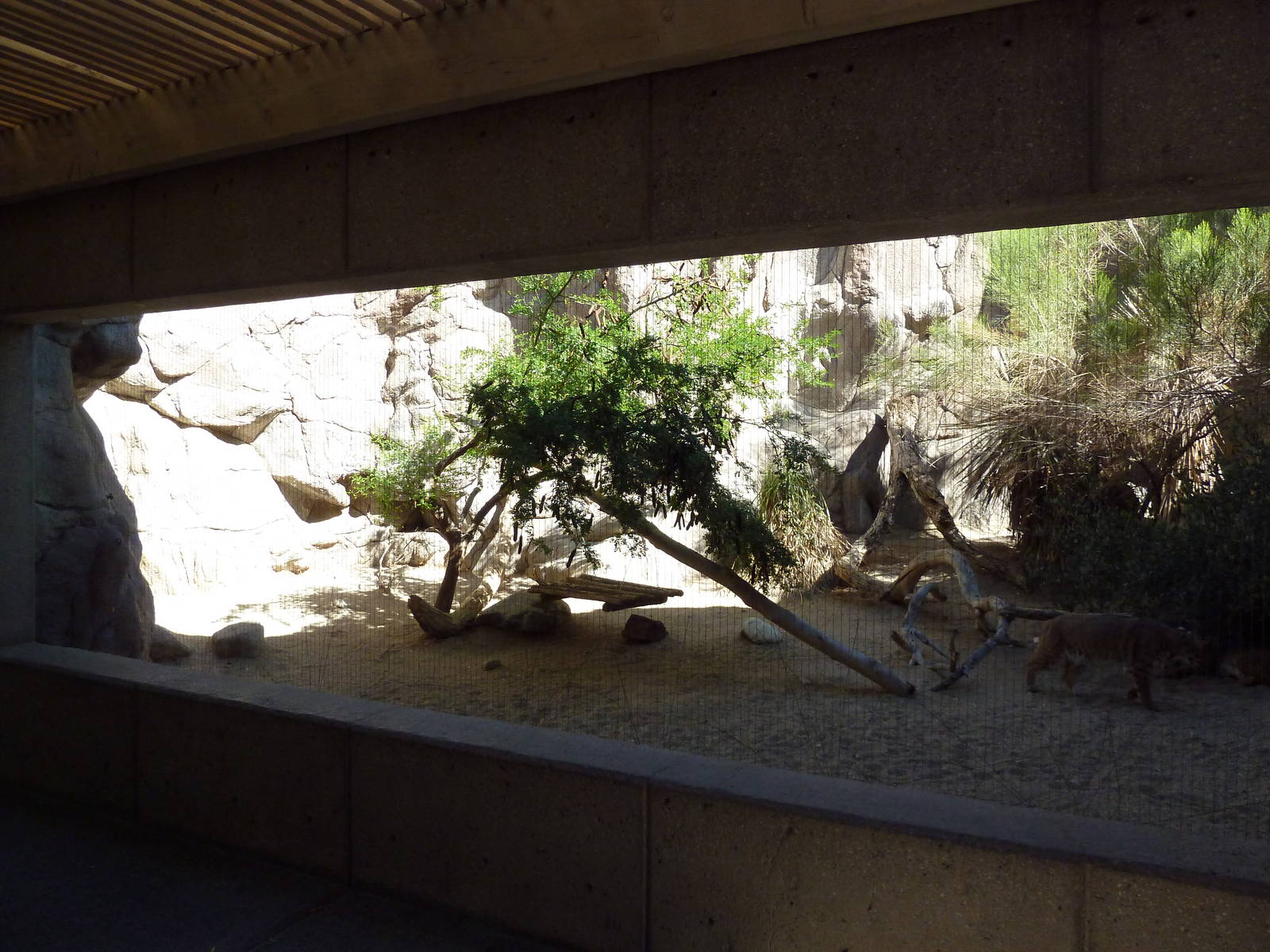 Bobcat Exhibit