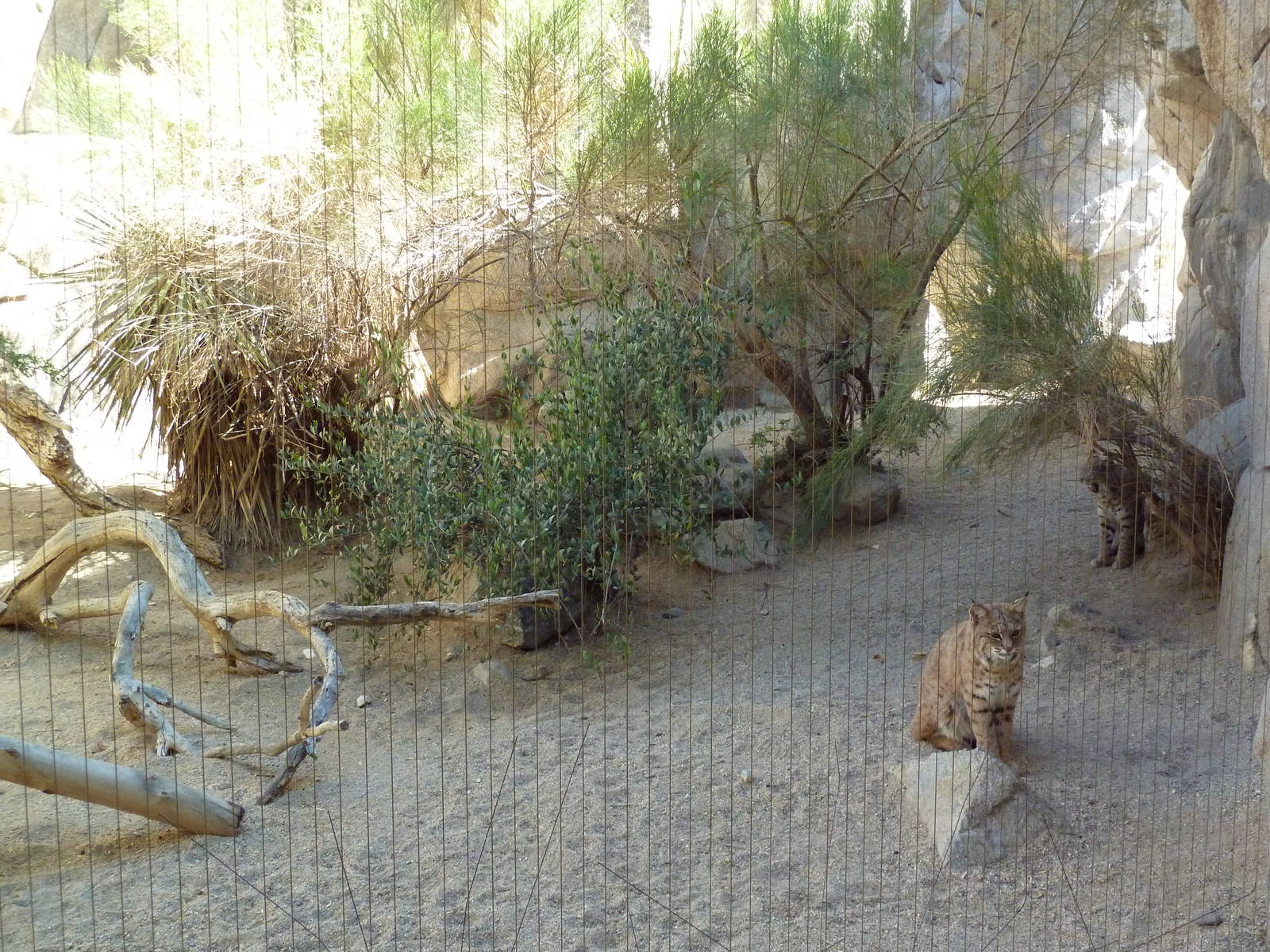 Bobcat Exhibit
