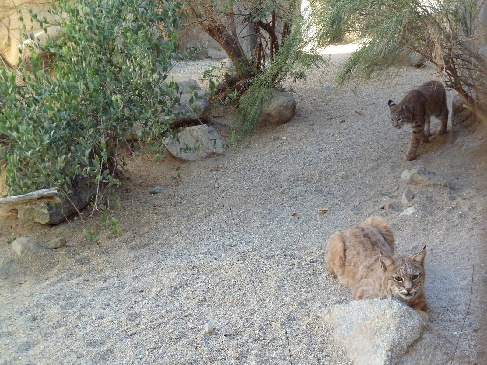 Bobcat Exhibit