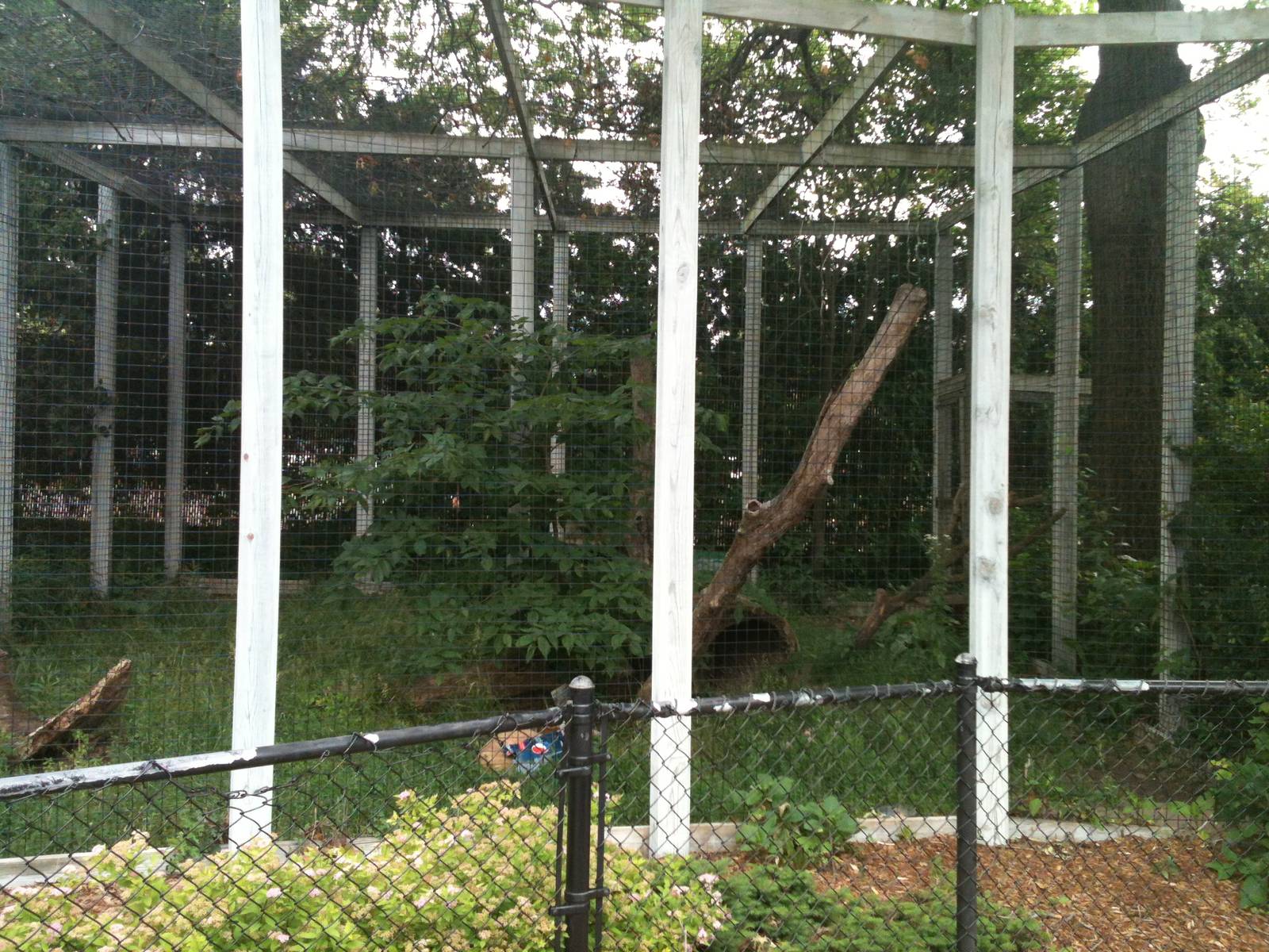 Bobcat Exhibit