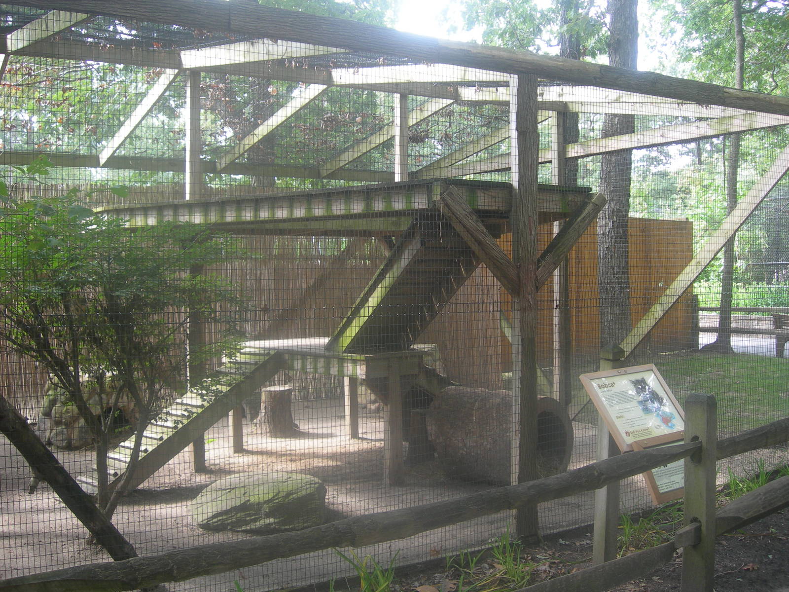Bobcat Exhibit