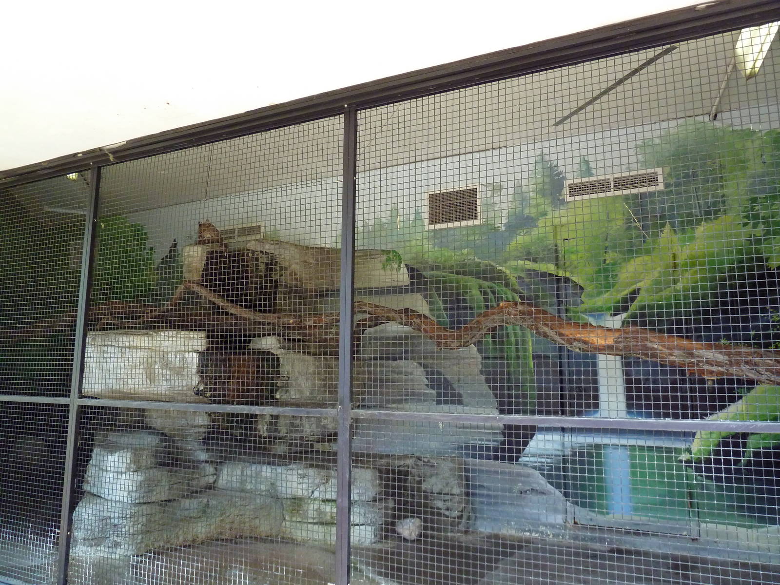 Bobcat Exhibit