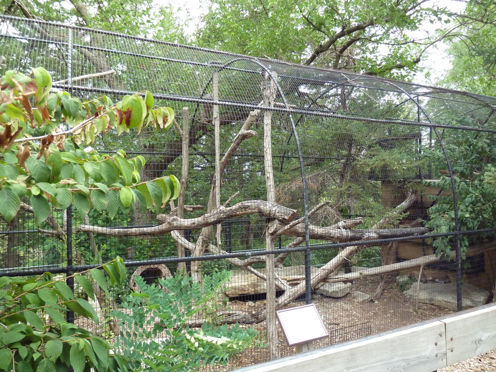 Bobcat Exhibit