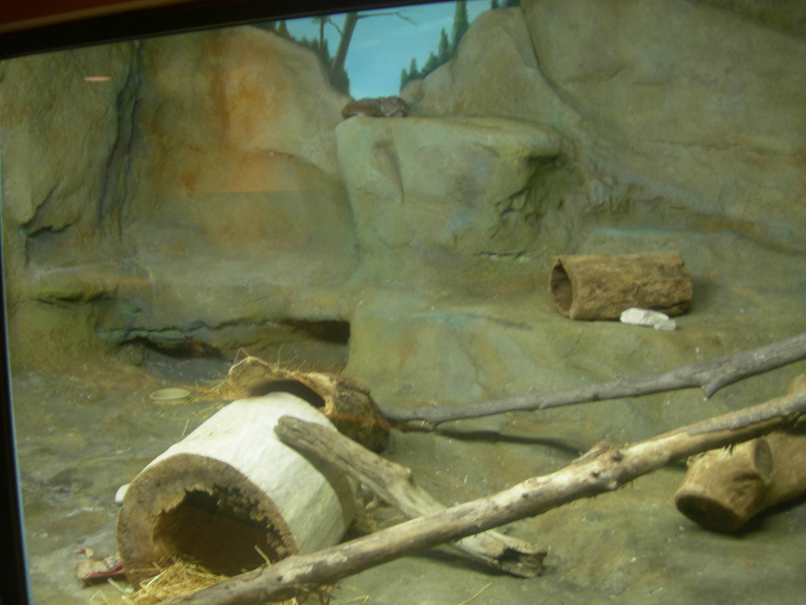 Bobcat Exhibit