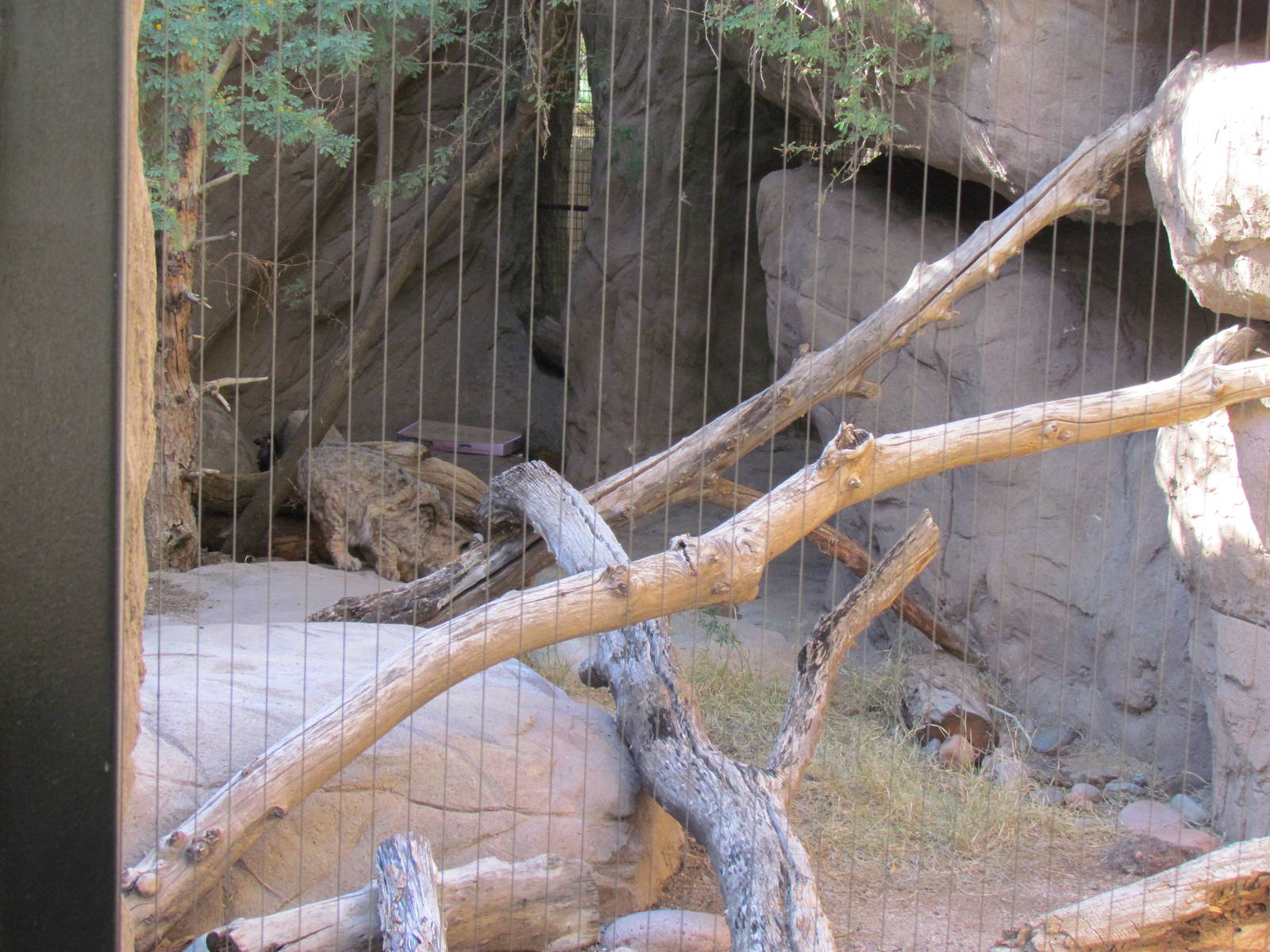Bobcat Exhibit
