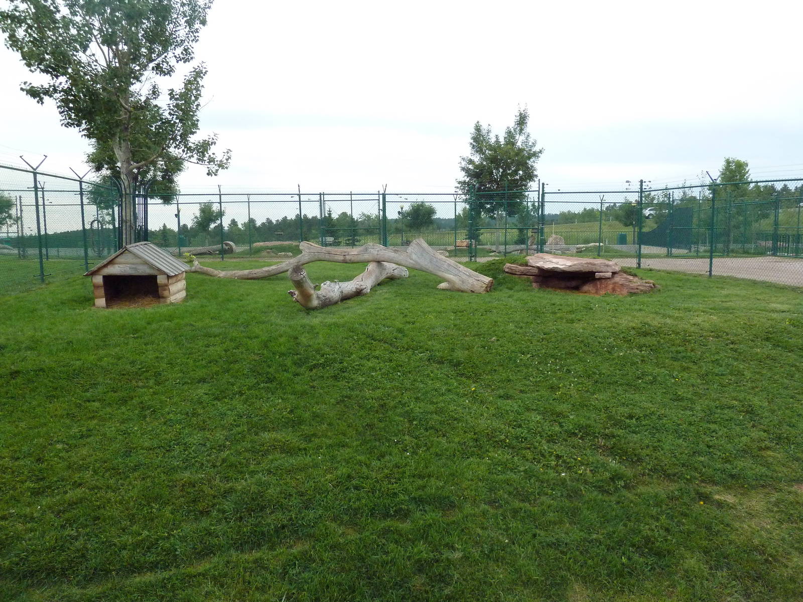 Bobcat Exhibit