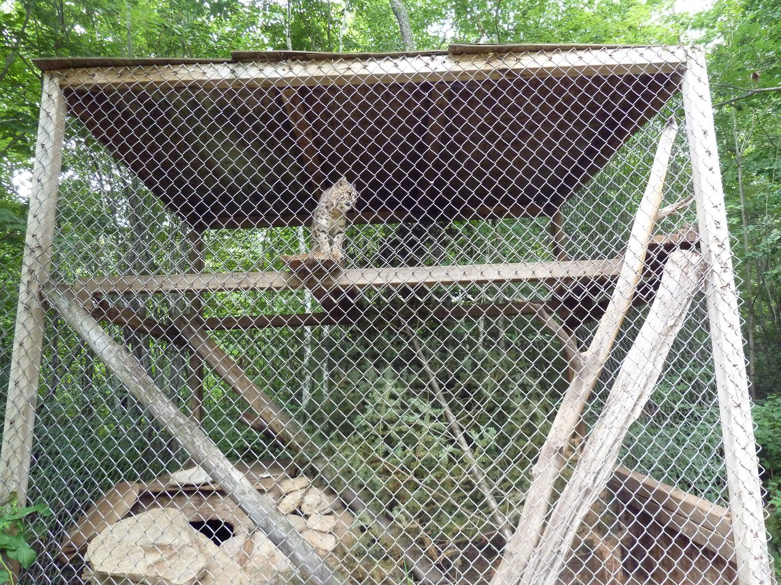 Bobcat Exhibit