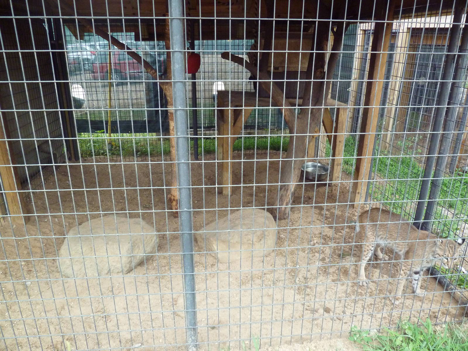 Bobcat Exhibit