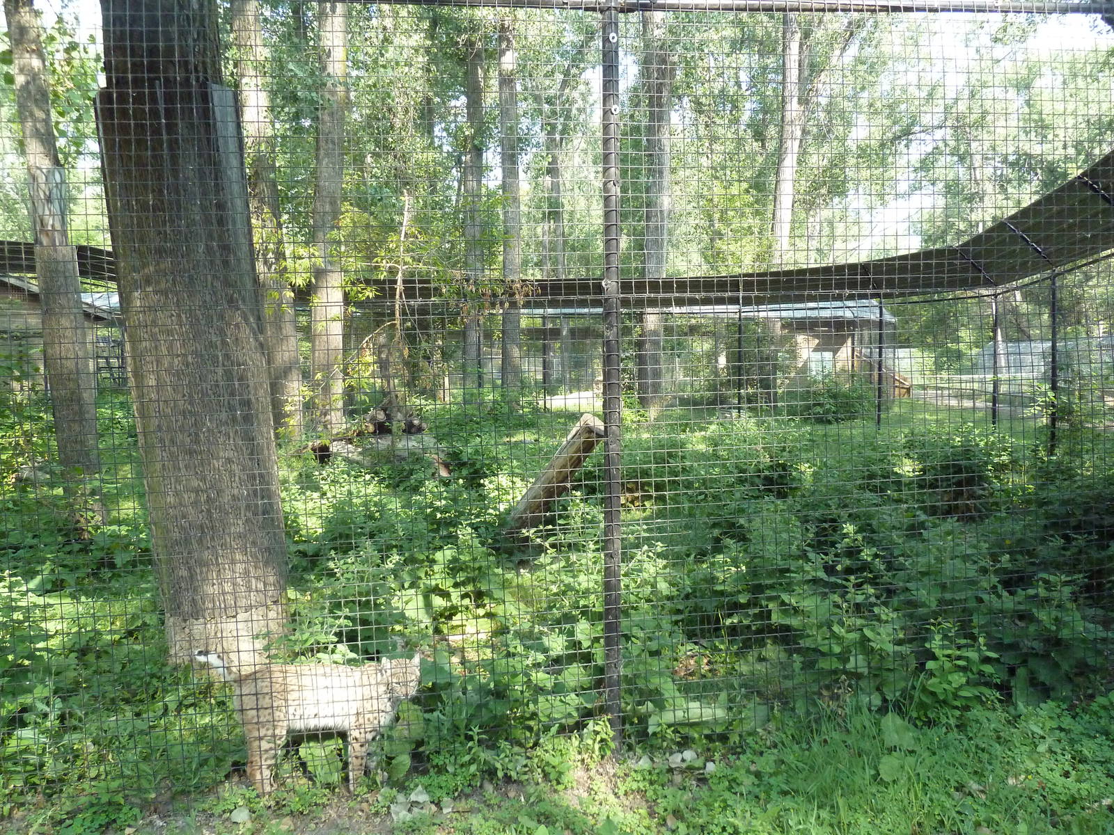Bobcat Exhibit