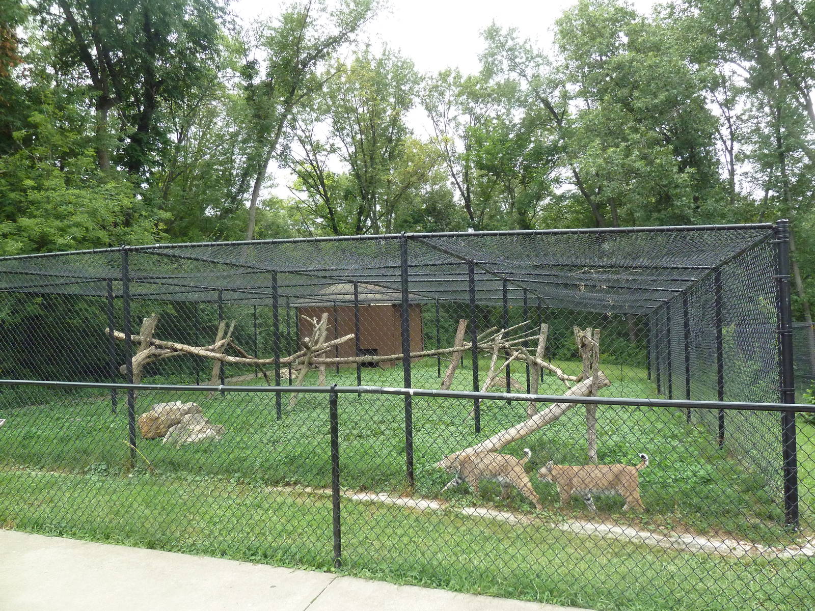 Bobcat Exhibit