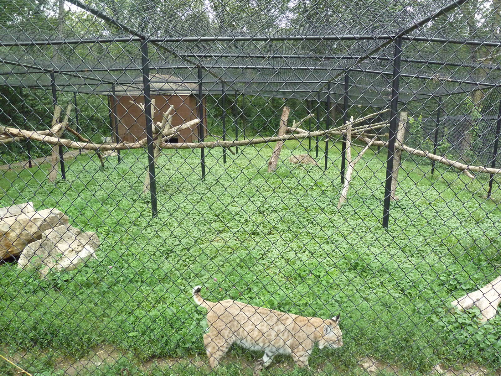 Bobcat Exhibit