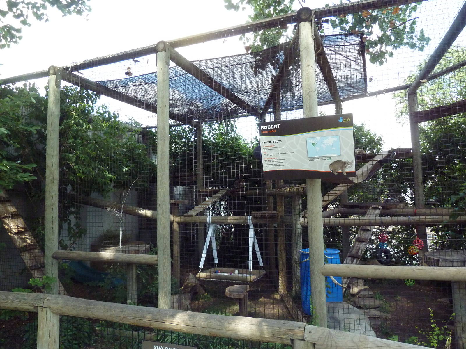 Bobcat Exhibit