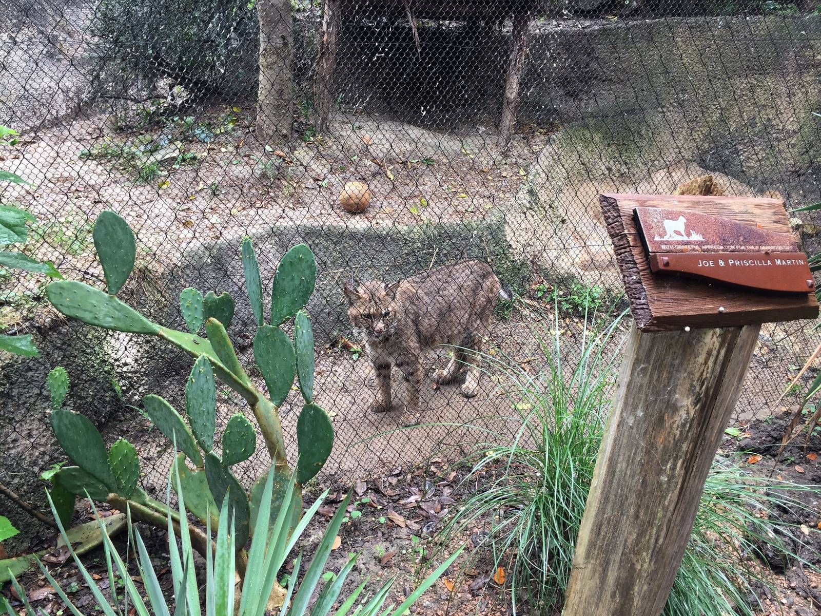 Bobcat Exhibit