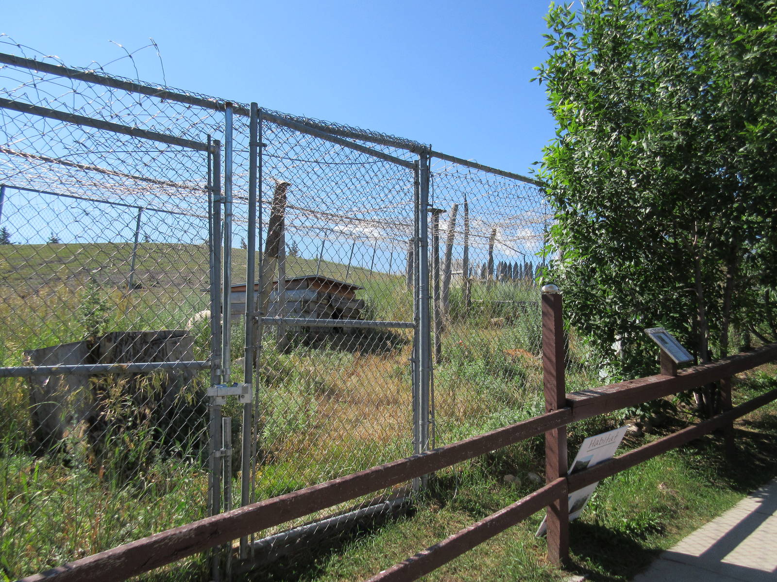 Bobcat Exhibit