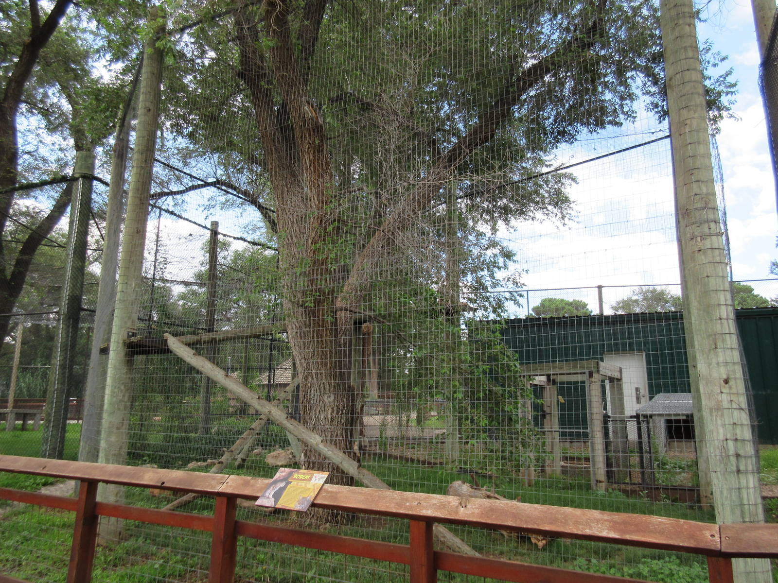 Bobcat Exhibit