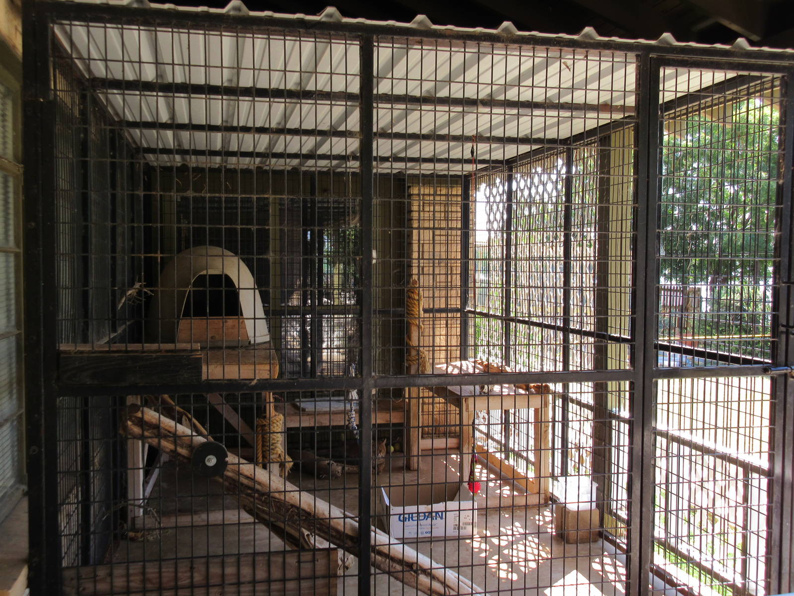 Bobcat Exhibit