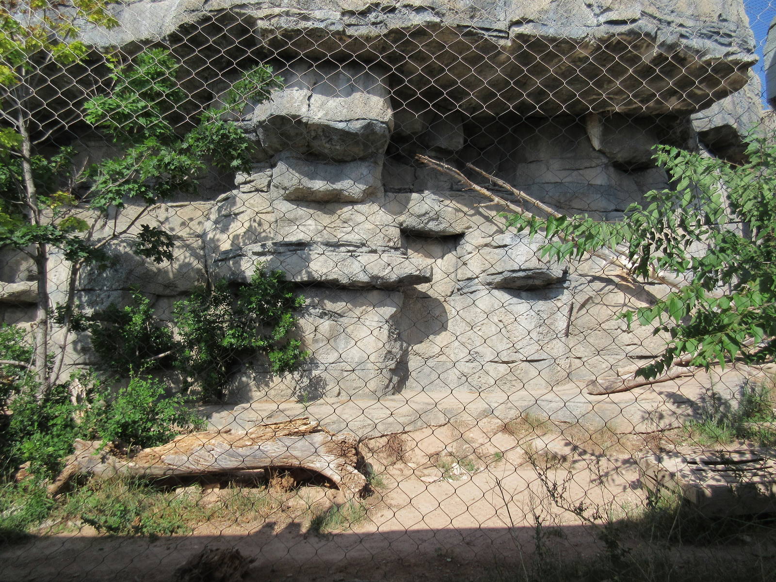 Bobcat Exhibit