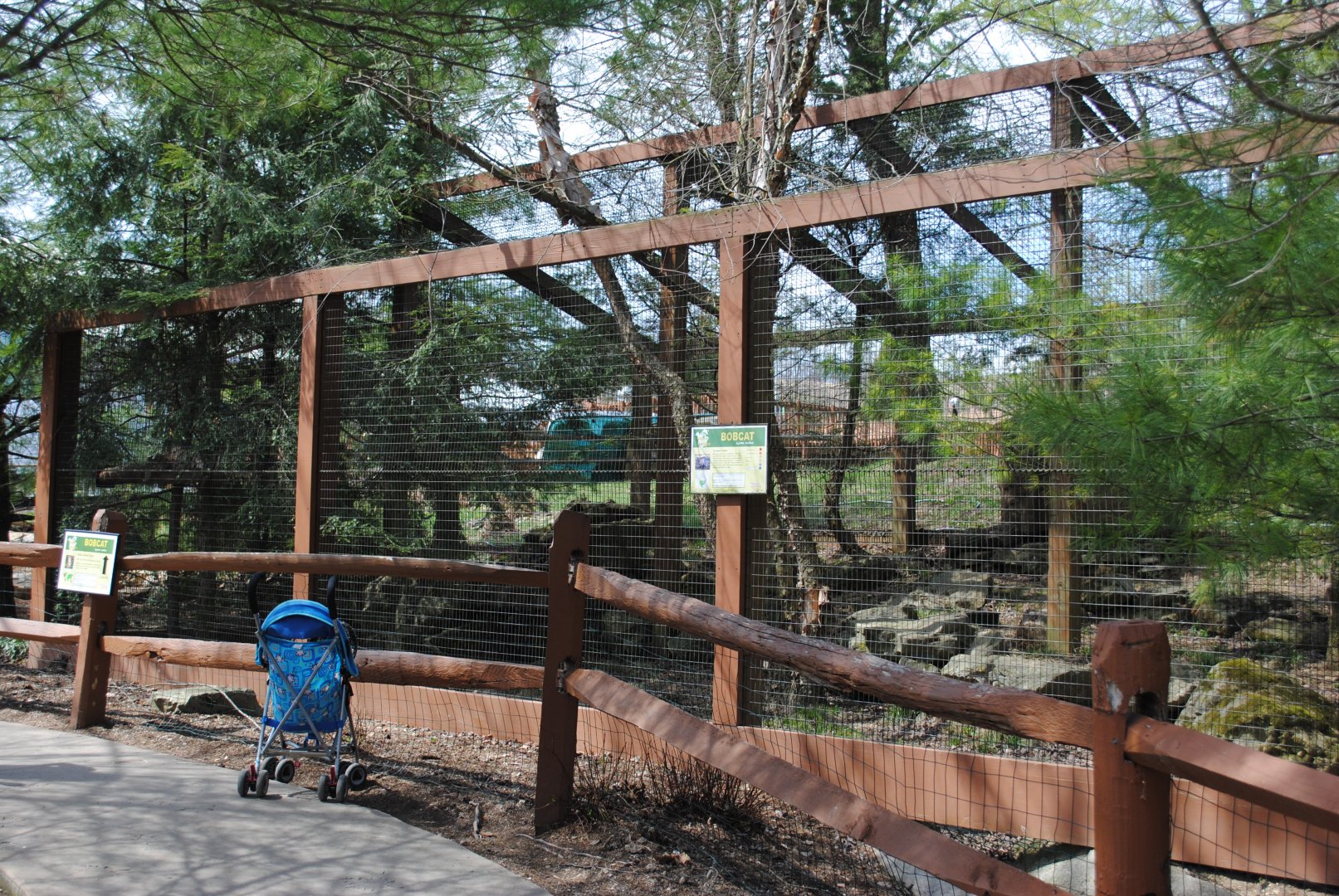 Bobcat Exhibit