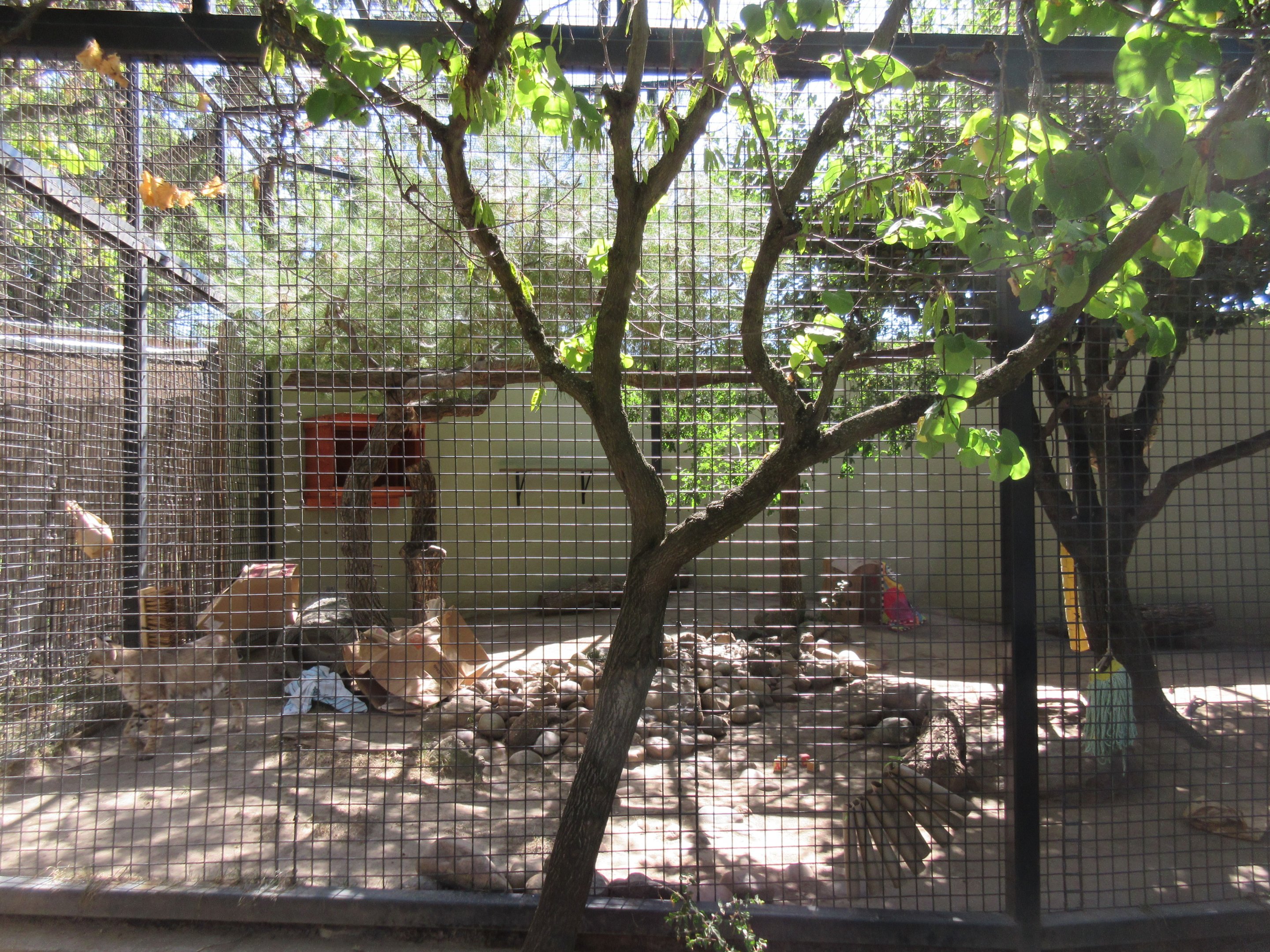 Bobcat Exhibit