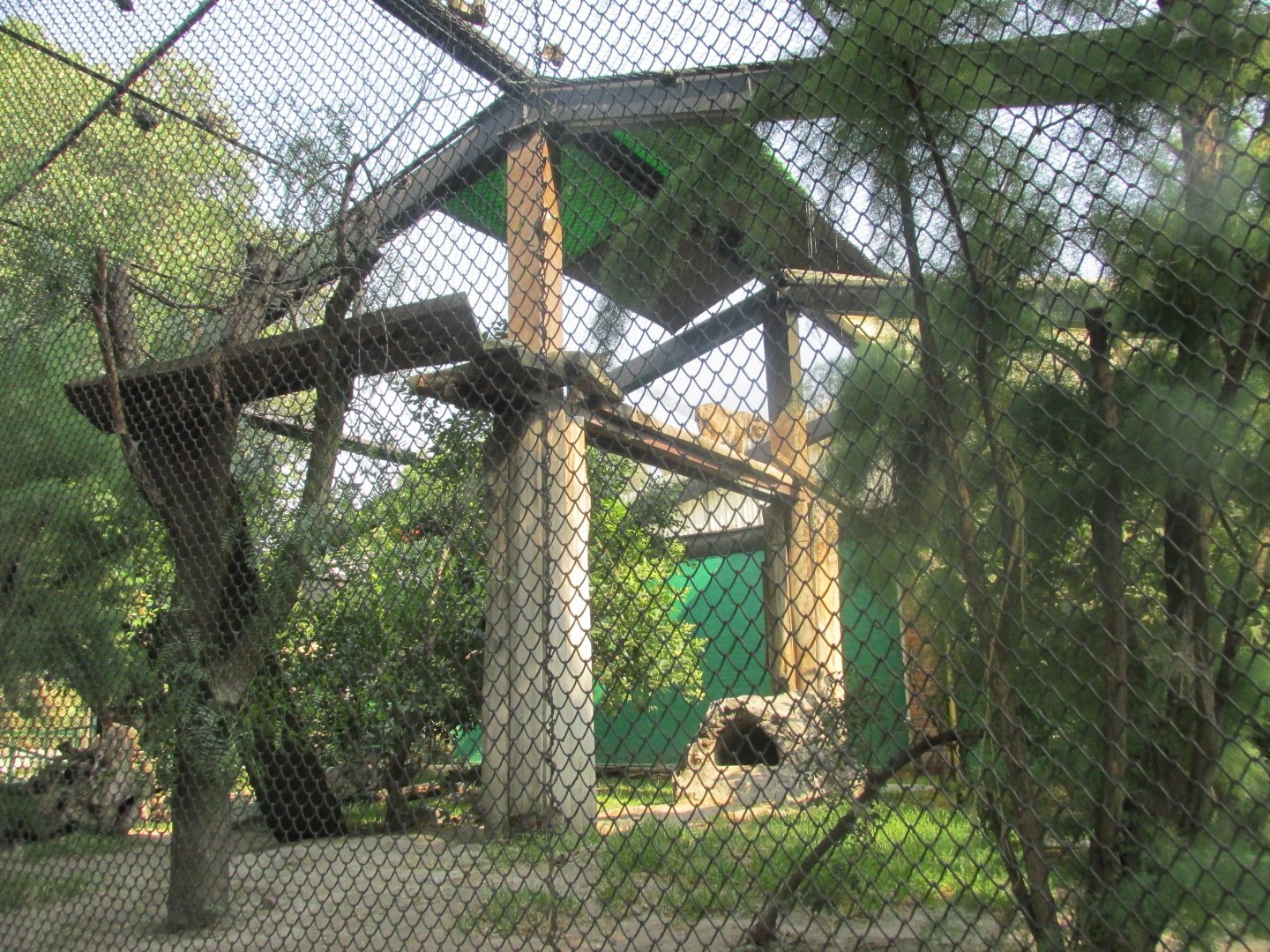bobcat exhibit