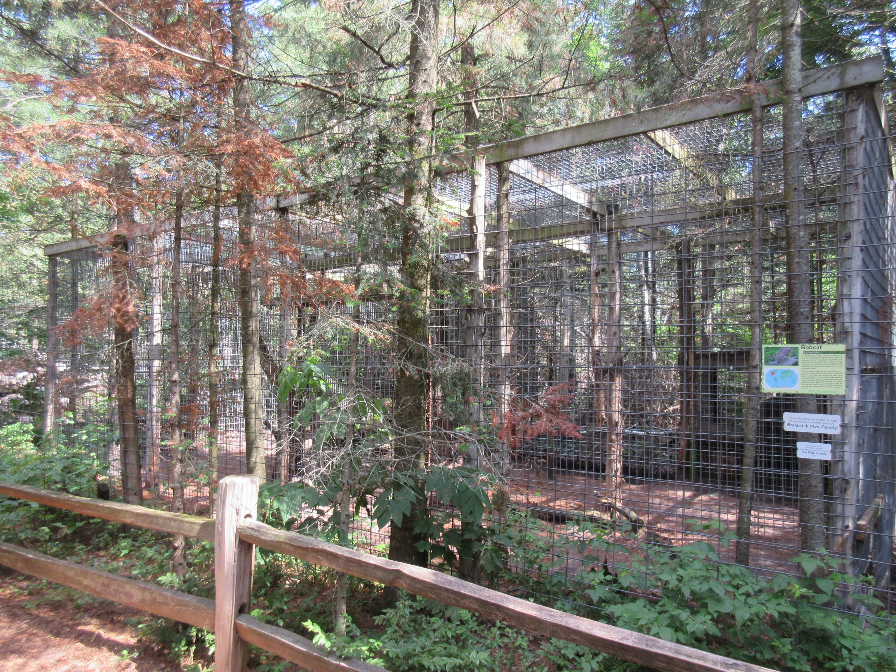 Bobcat Exhibit