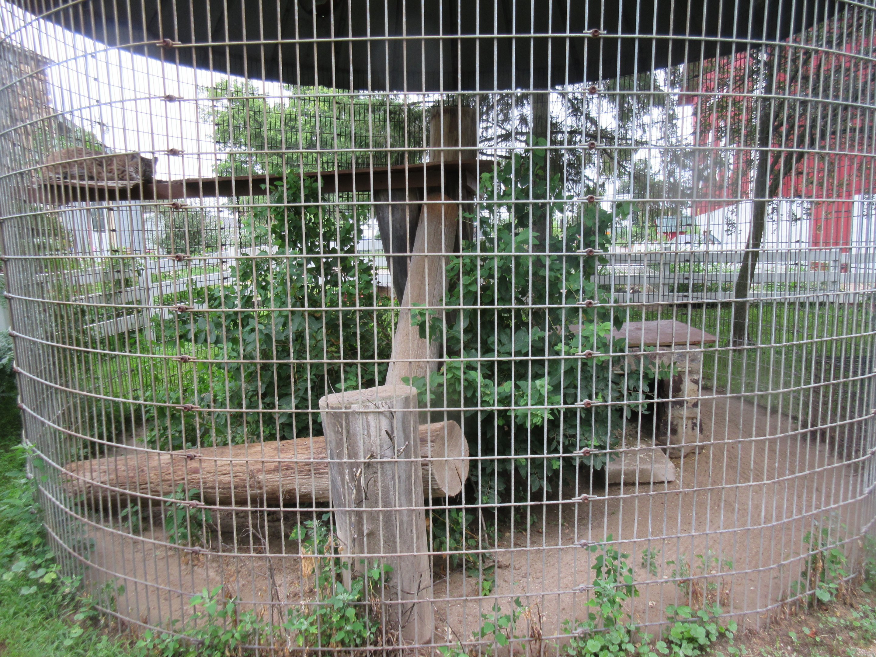 Bobcat Exhibit