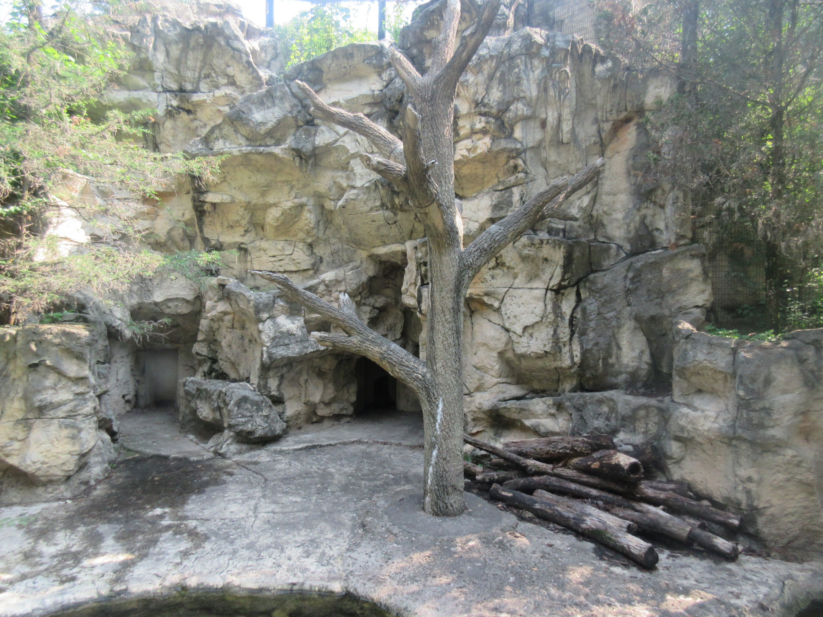 Bobcat Exhibit