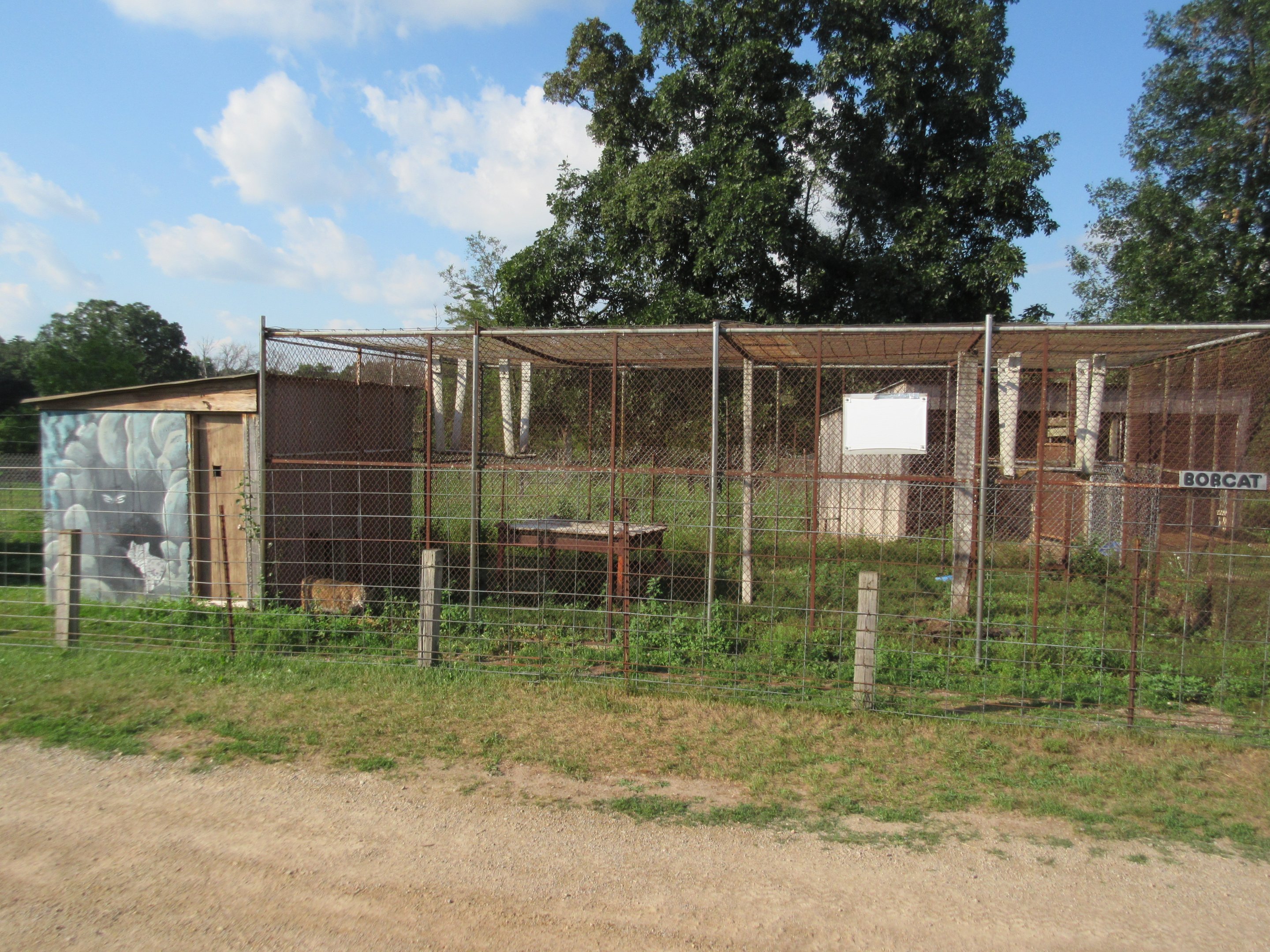 Bobcat Exhibit
