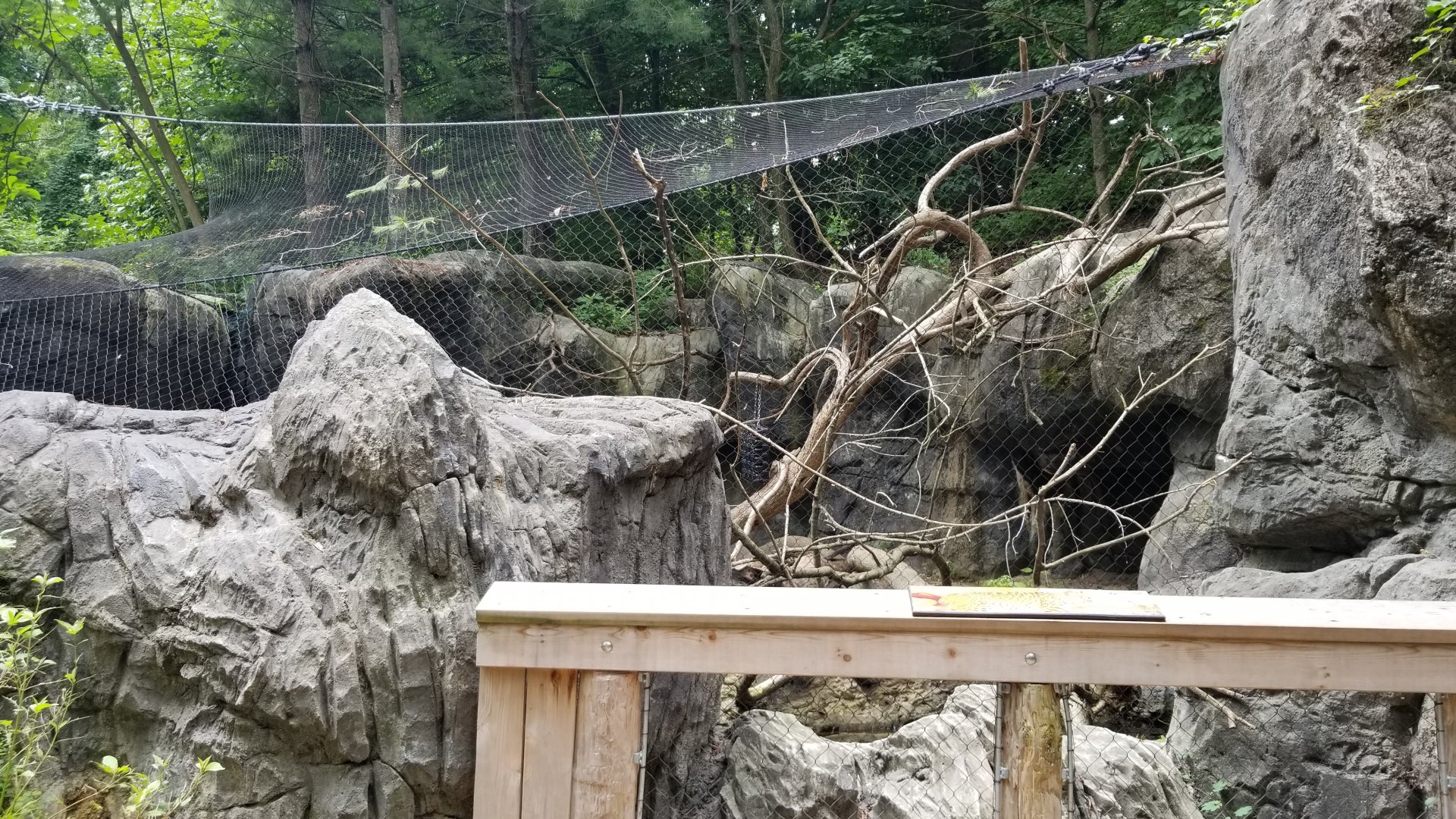 Bobcat exhibit
