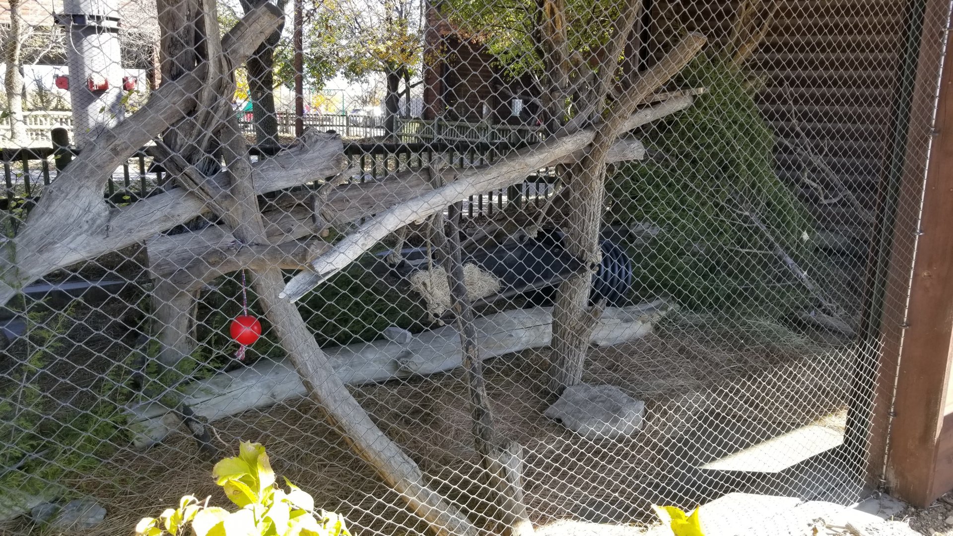 Bobcat exhibit