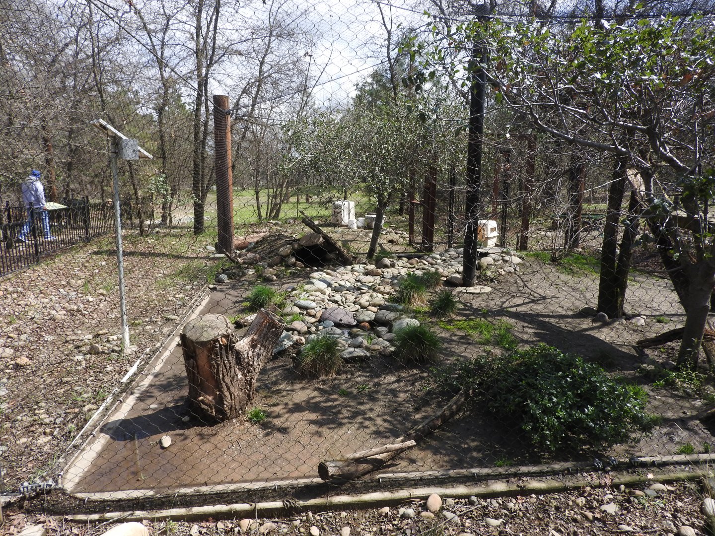 Bobcat Exhibit