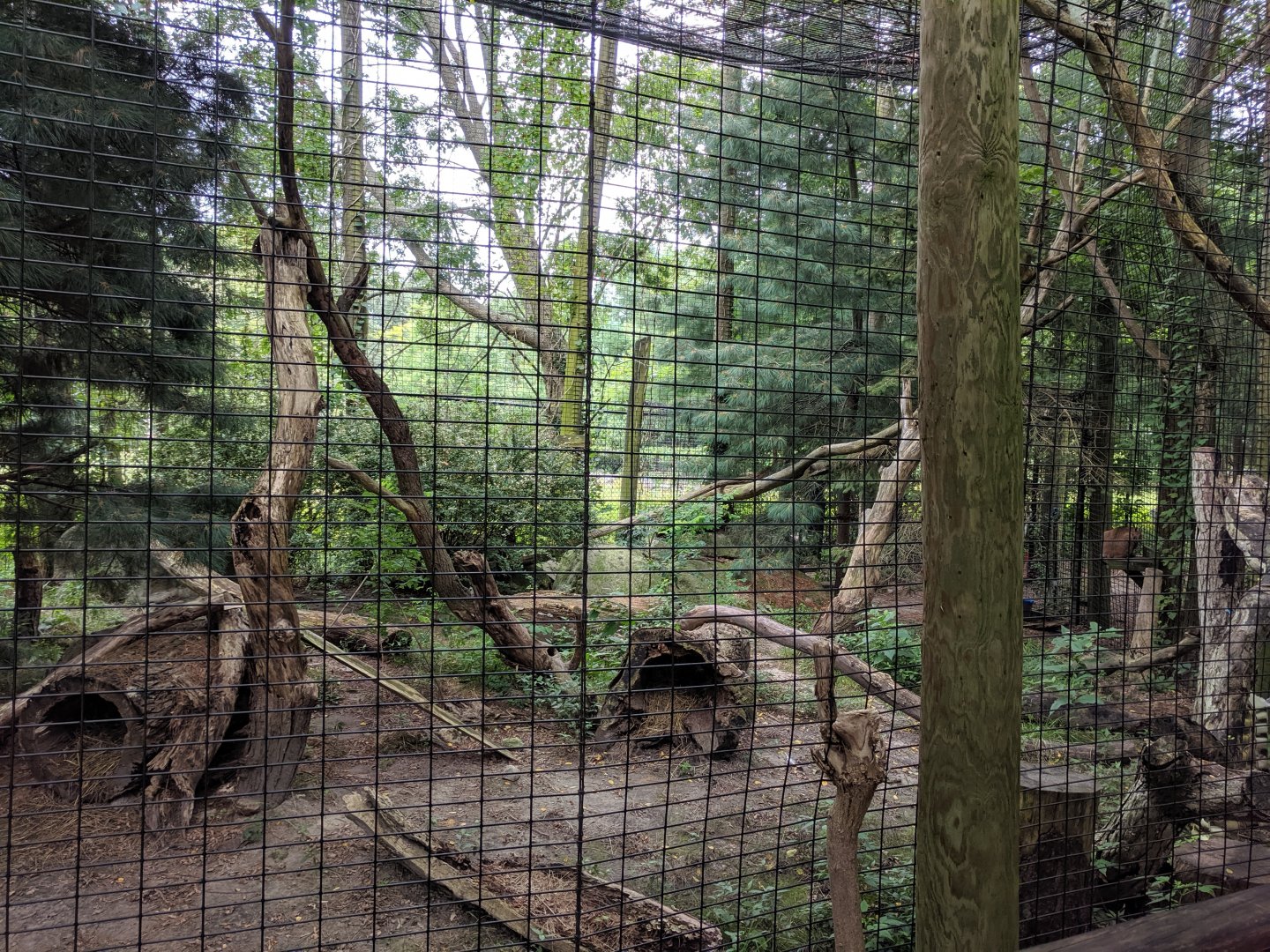 Bobcat Exhibit