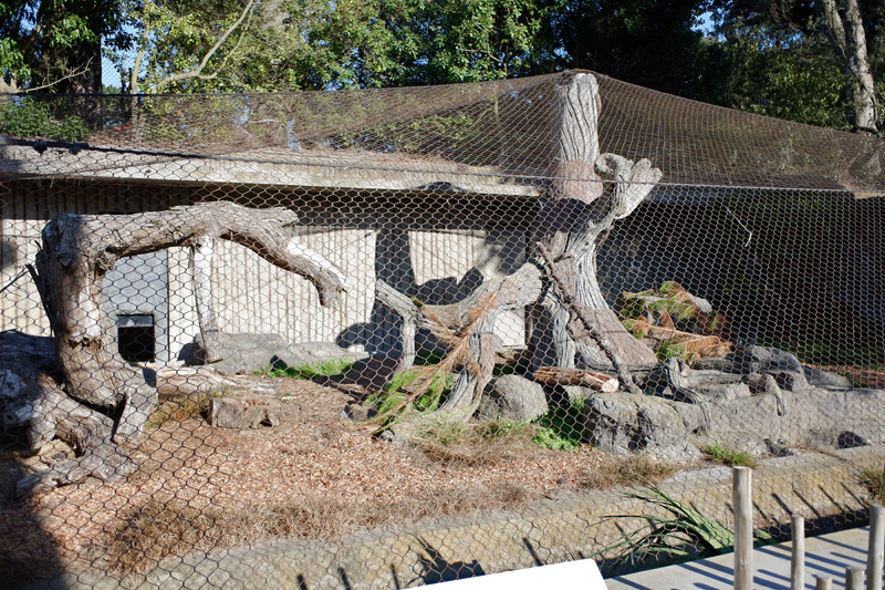 bobcat exhibit