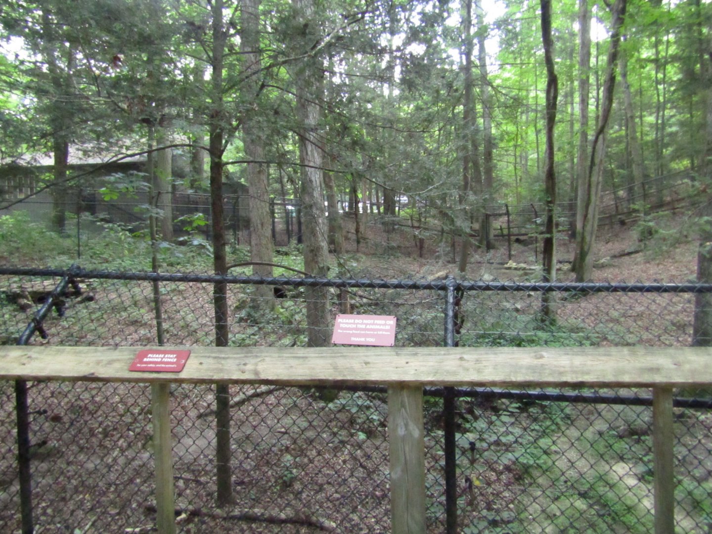 Bobcat Exhibit