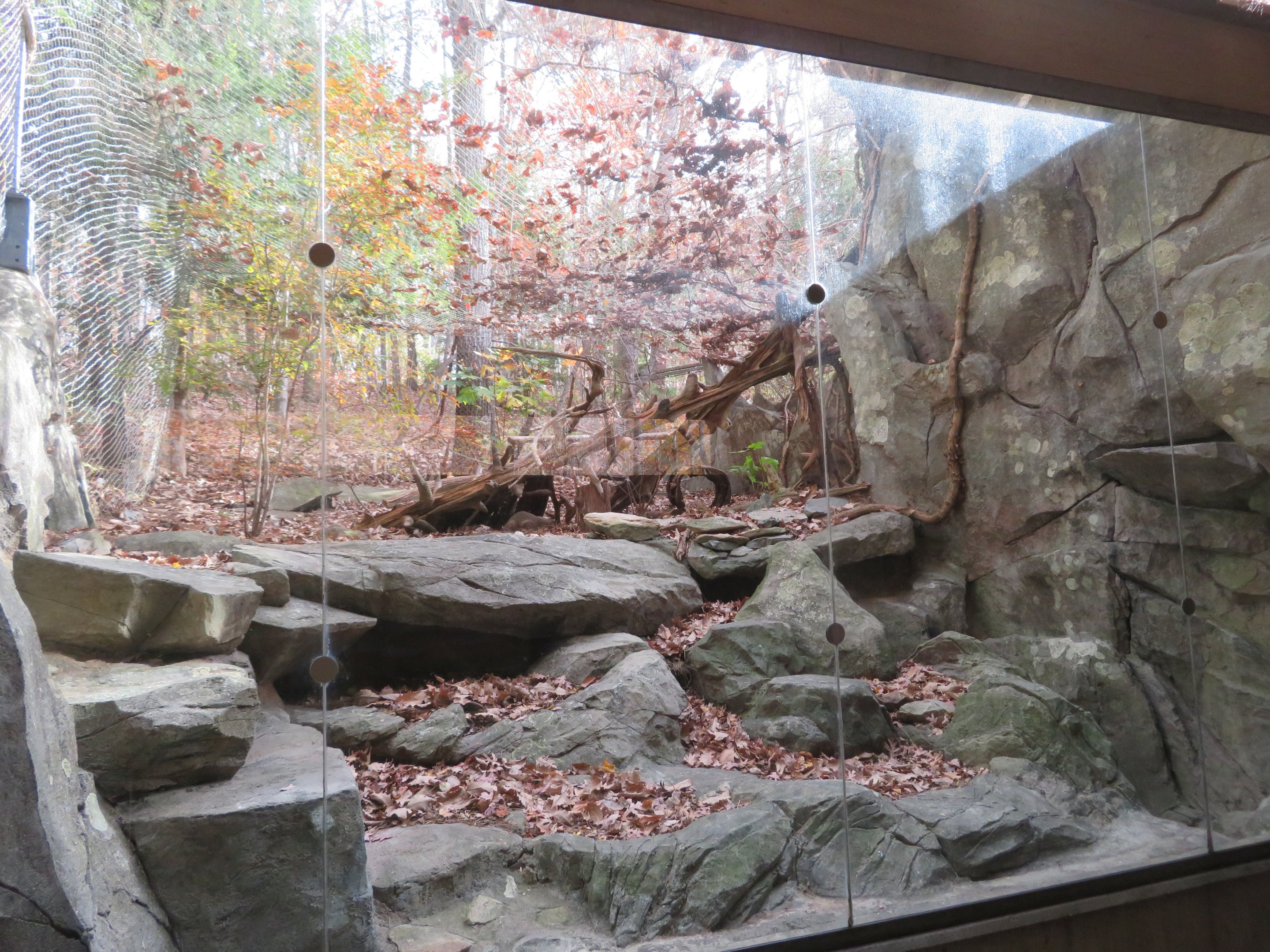 Bobcat Exhibit