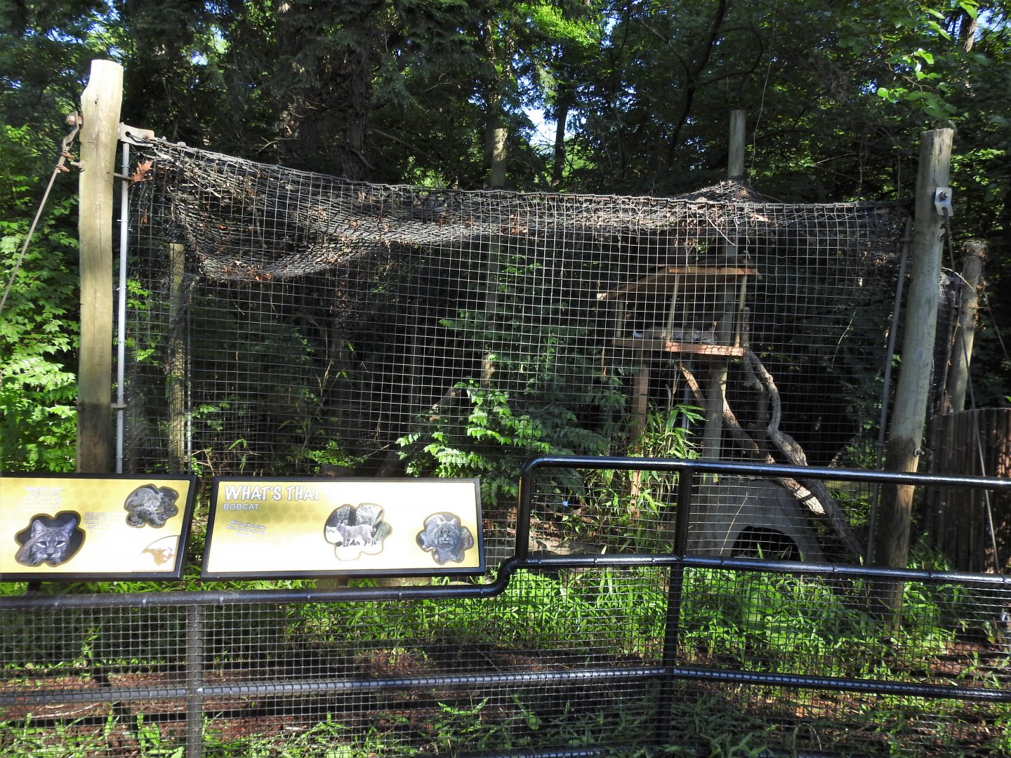 Bobcat exhibit