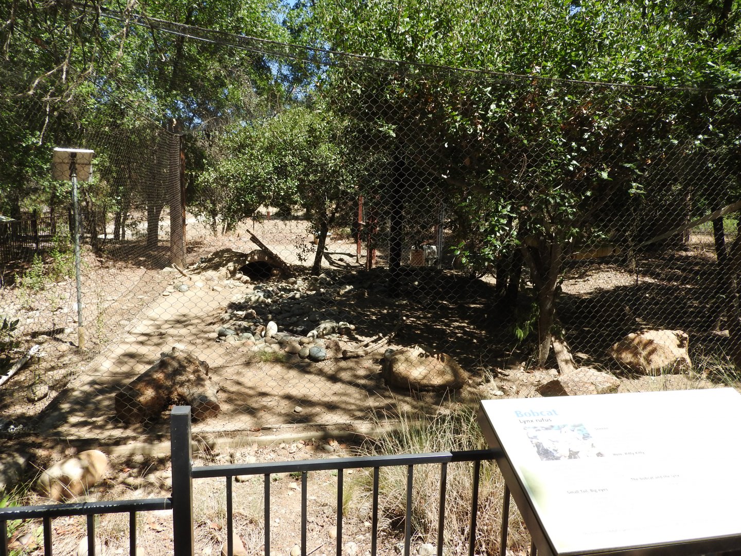 Bobcat Exhibit