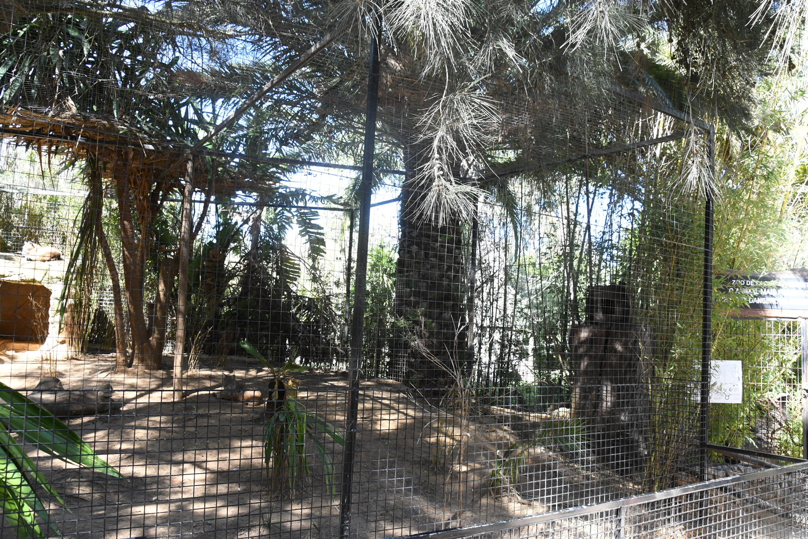 Bobcat Exhibit