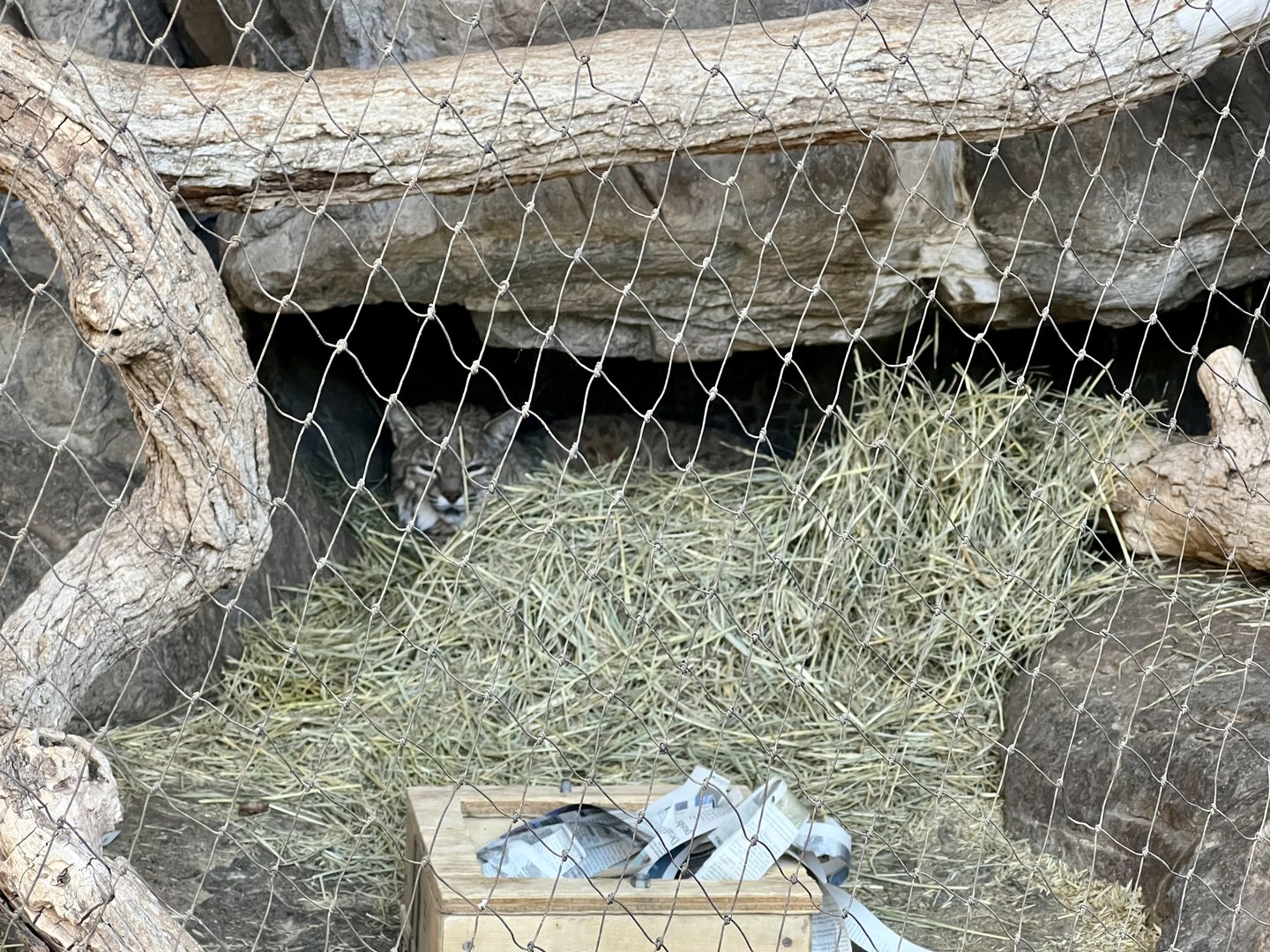 Bobcat Exhibit
